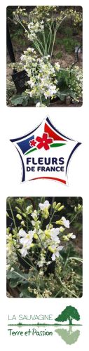 La Sauvagine Terre et Passion®